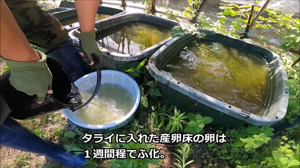 大型水槽からフナの稚魚を取り出す様子
