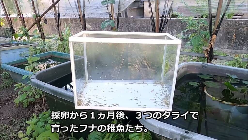 透明な水槽に移されたフナの稚魚