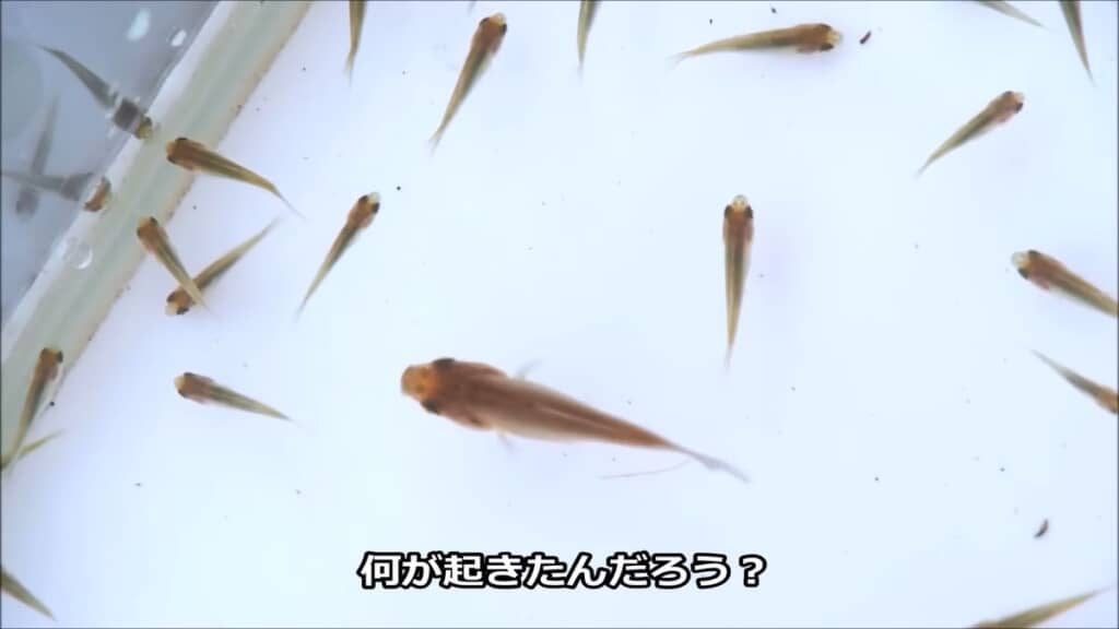 メダカサイズの稚魚にまぎれ込んでいる大きな稚魚