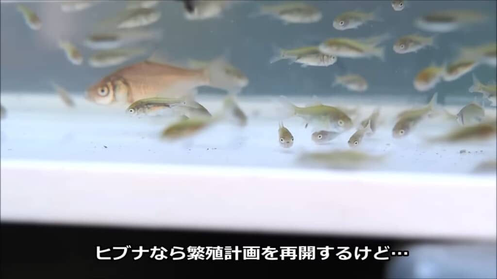 横から見たメダカサイズの稚魚と大きな稚魚