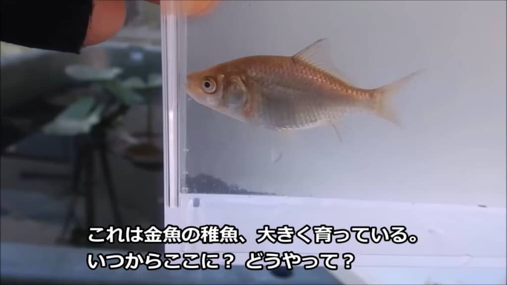 出自などが全く不明な金魚の稚魚