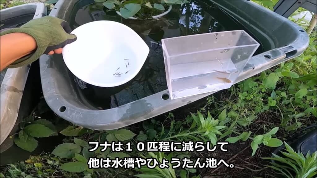 選ばれたフナと一緒に大型水槽へ戻る金魚