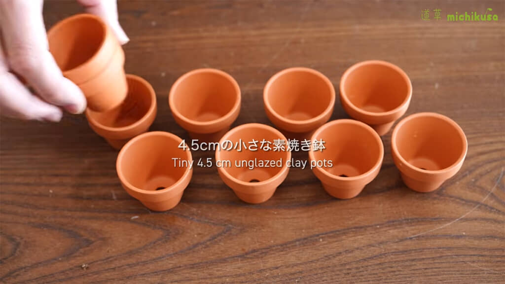 小さな植木鉢でコケを育てます