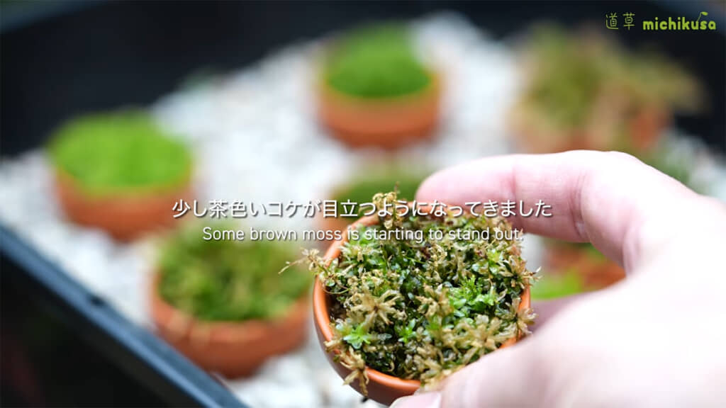 30日後、一部のコケが変色してしまいました