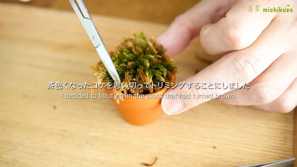茶色くなったコケは思い切ってトリミングしました