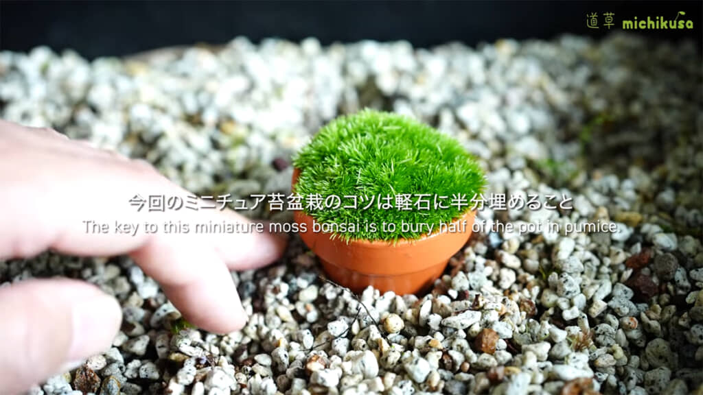 ミニチュアコケ盆栽のコツは軽石にありました