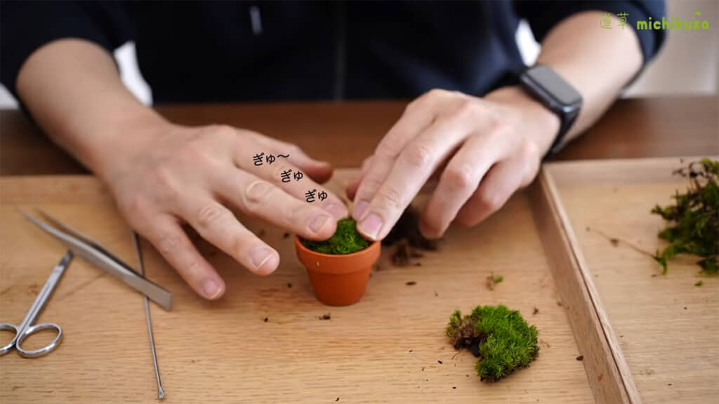 コケは植木鉢いっぱいに植え、ぎゅっと押さえておきます