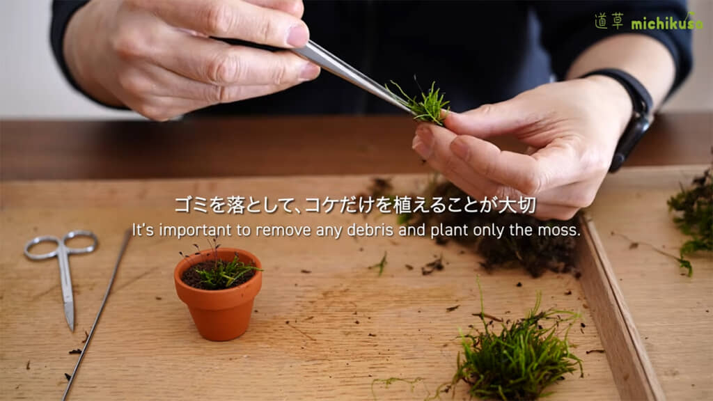 コケを植える際は、しっかりとゴミを落とします