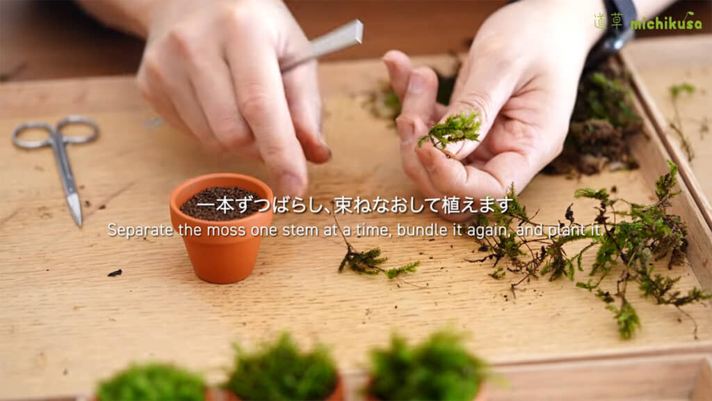 オオトラノオゴケでは1本ずつばらし、束ね直します