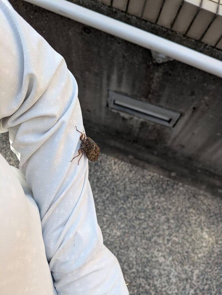 腕にとまっているセミ