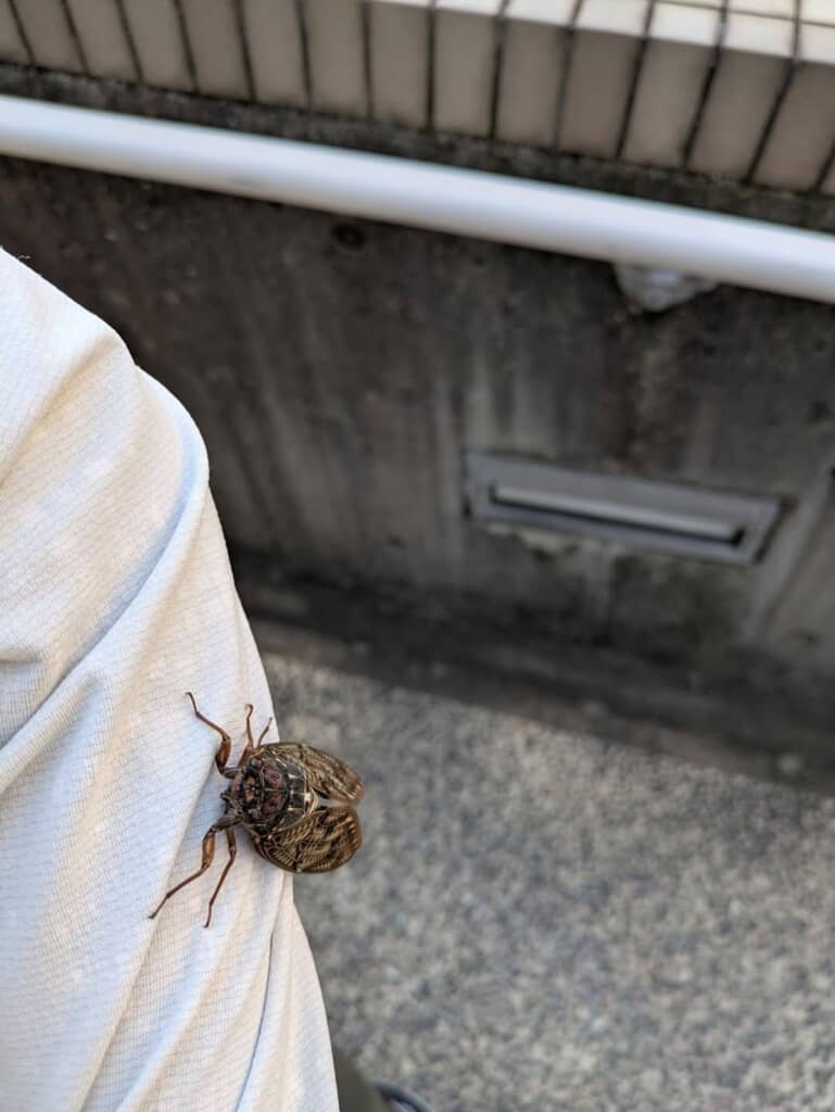 腕にとまっているセミの近影