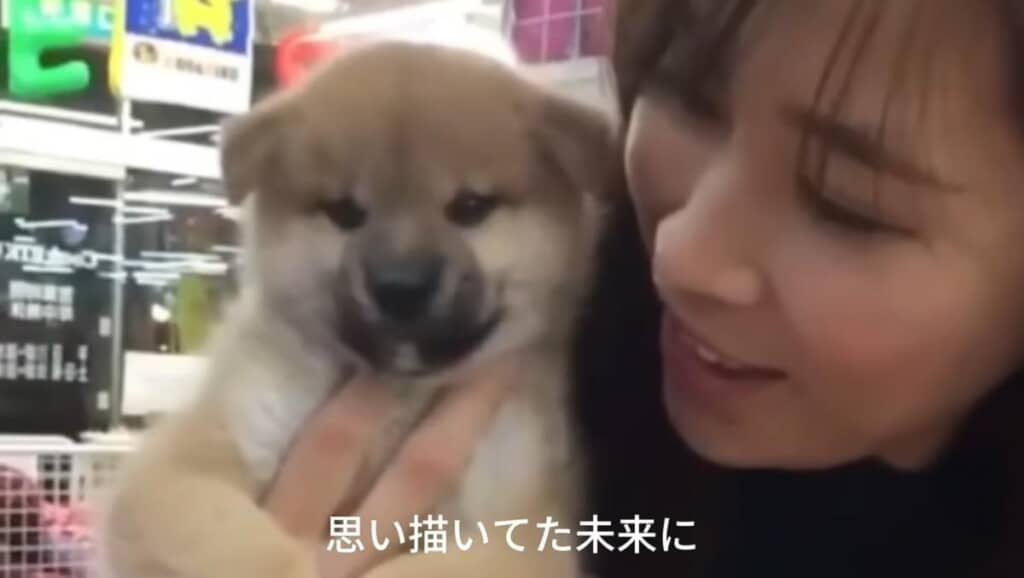 セールで5万円で売られていたおもちくん