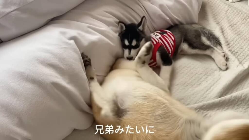 かわいい弟も加わりました