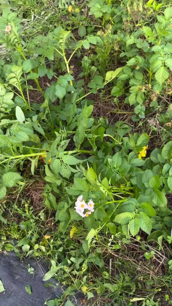 見覚えのある葉っぱと花を発見