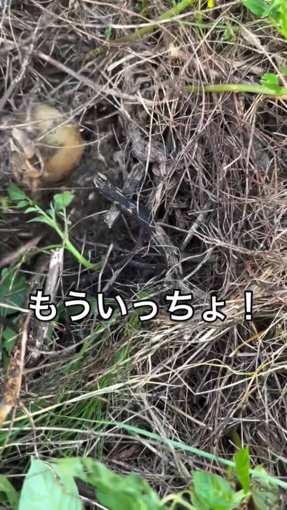 こちらも引っこ抜くと……