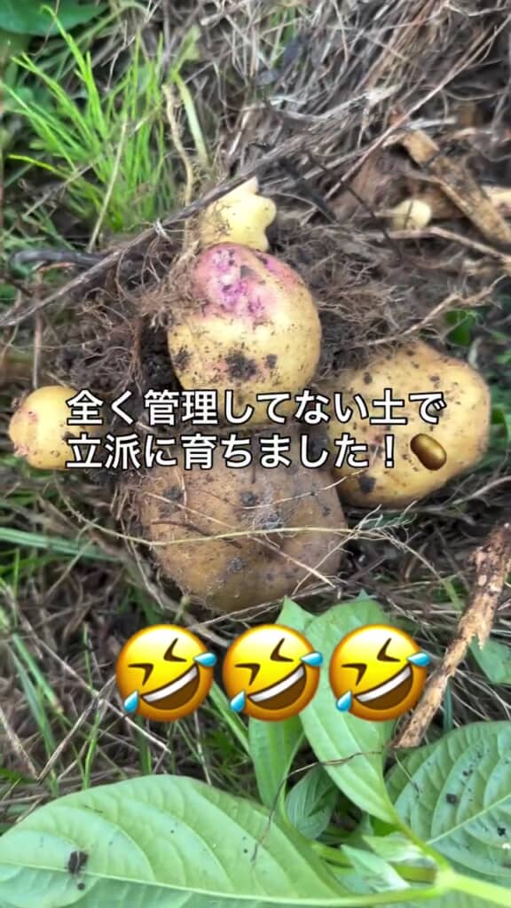 立派なジャガイモがゴロゴロ出てくる