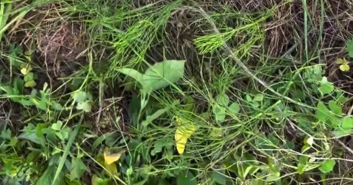草刈り中に見つけた葉っぱ→「まさかな」と思いつつ抜いたら…… 驚きの正体に「お宝やね」「生命力すごい」 | ライフスタイル ねとらぼ