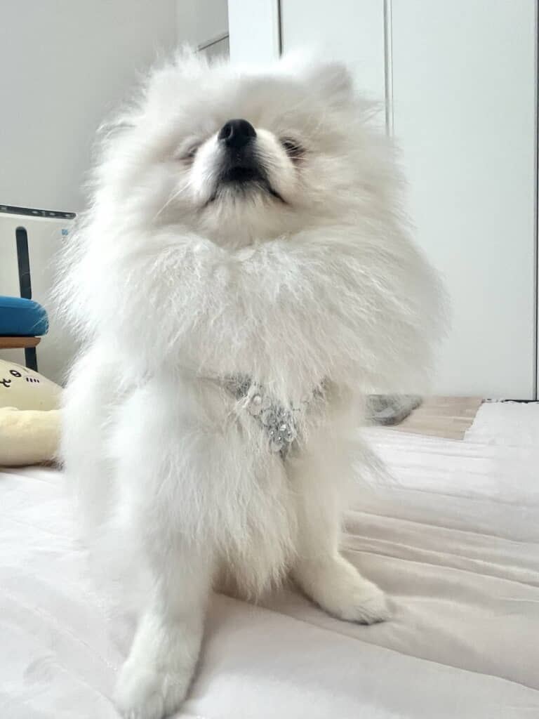 装着して誇らしげです!