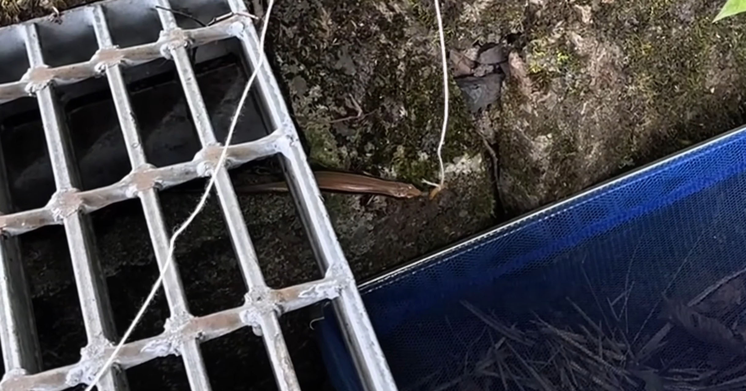 釣り竿にかかったトカゲ、専用ハウスで育てたら…… “珍客”に遭遇→結末に「詰めが甘いですね」「笑ってしまいました」(1/3) | その他生き物 ねとらぼ