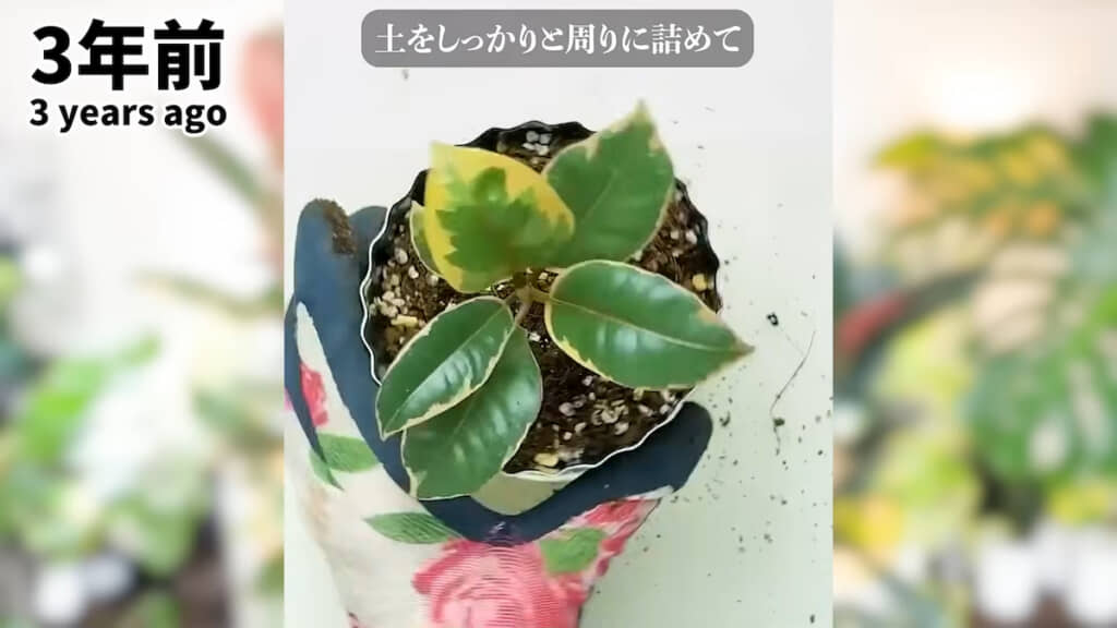 3年前のフィカス・ティネケ