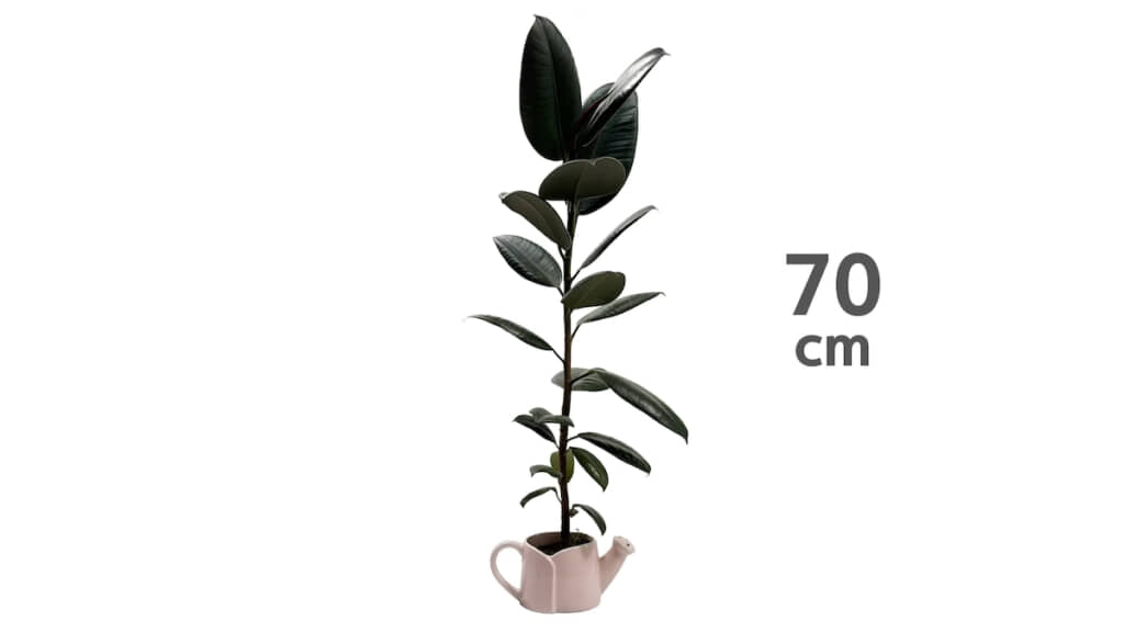 今では高さ70センチ！