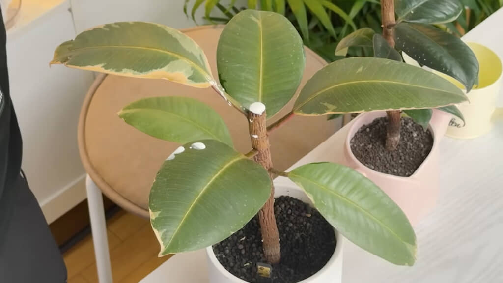 あふれてくる樹液は拭き取る