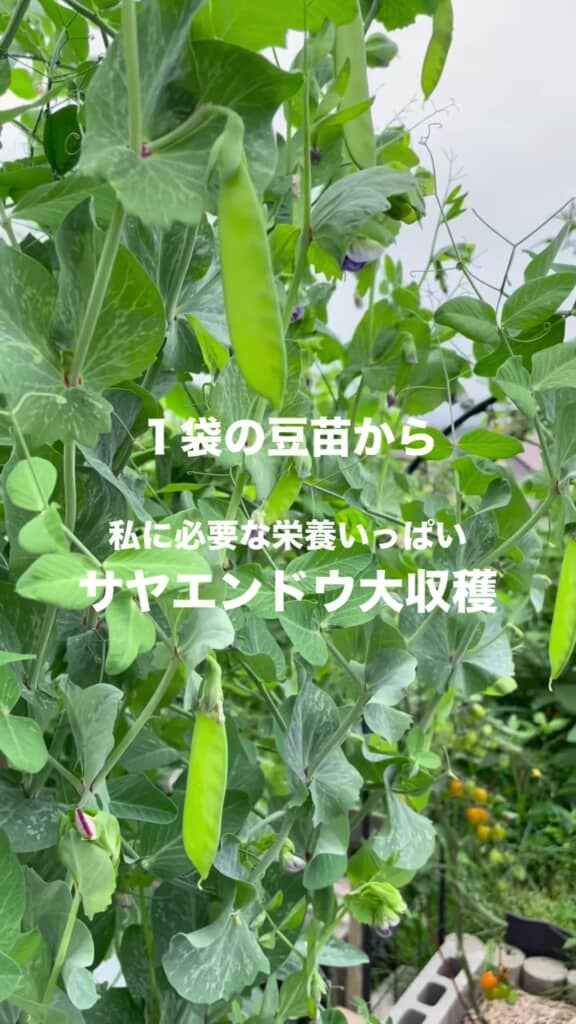 育てた豆苗