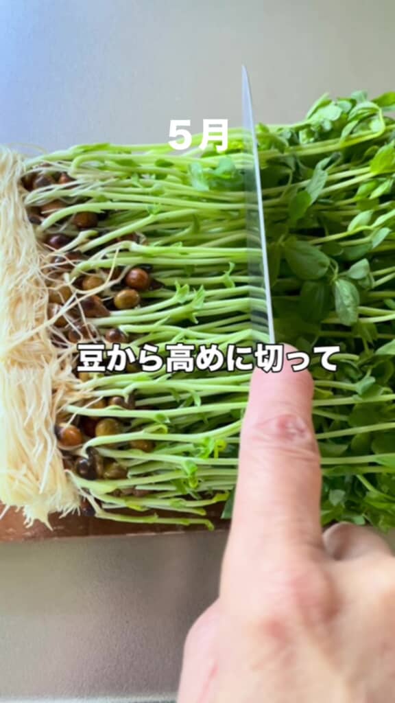 豆苗を切るところ