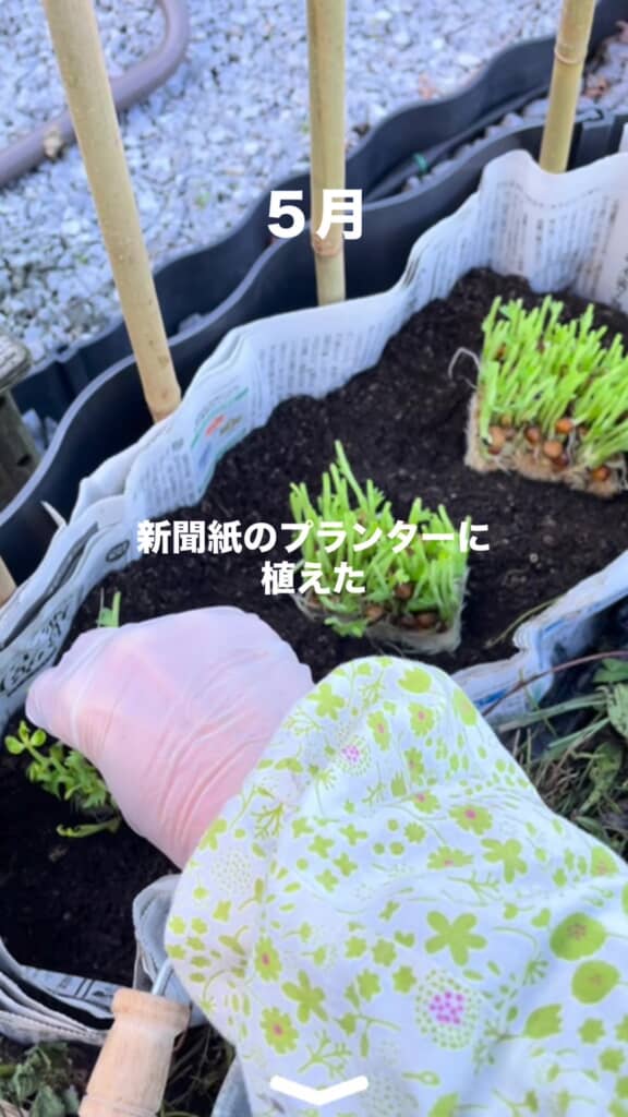 新聞紙のプランターに植えるところ