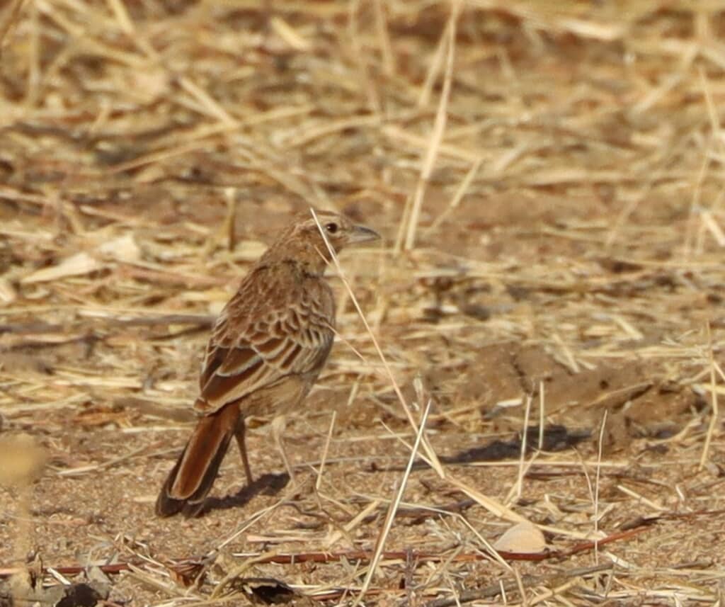 失われた鳥とみなされていたRusty Lark