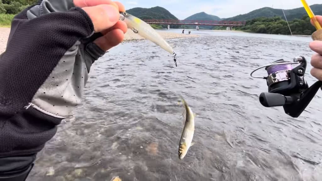 釣り上げた1匹目のアユ