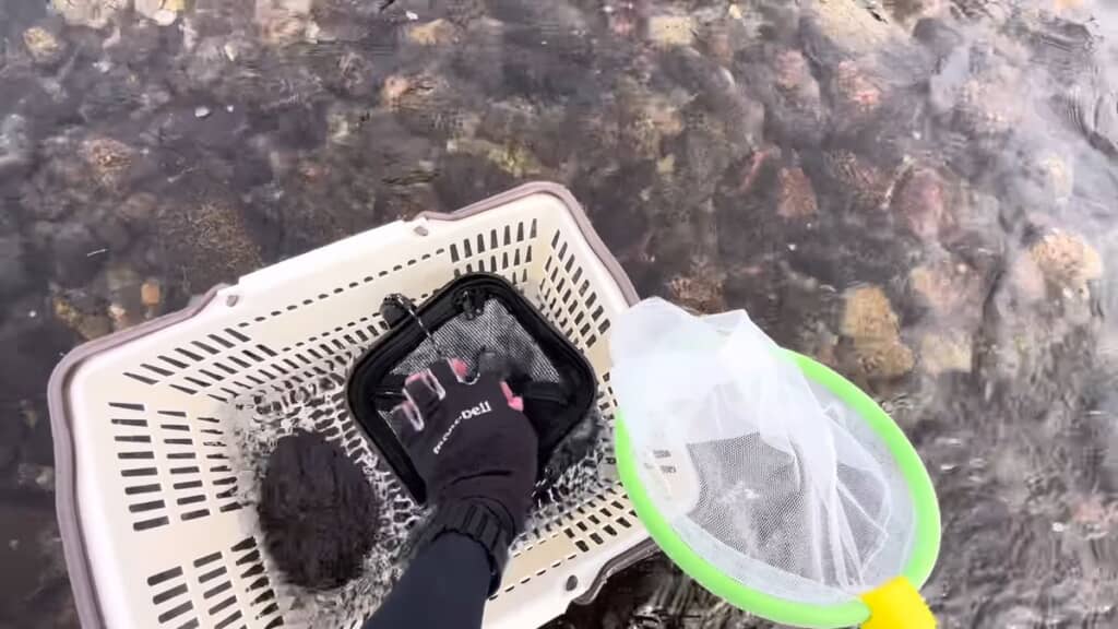 買い物かご内に入れた透明バケツ内へアユを入れた