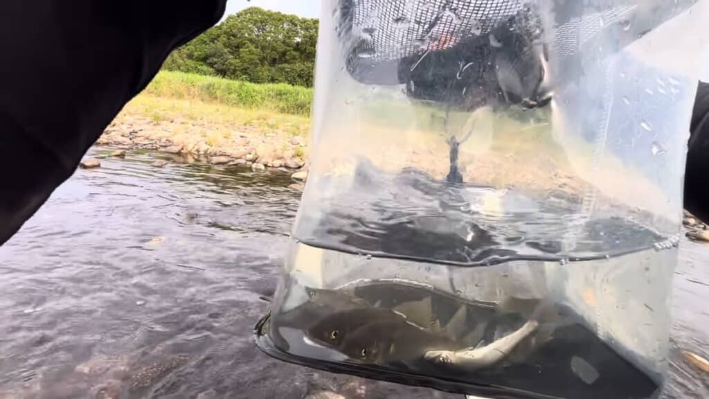 透明バケツに入っている5匹のアユ