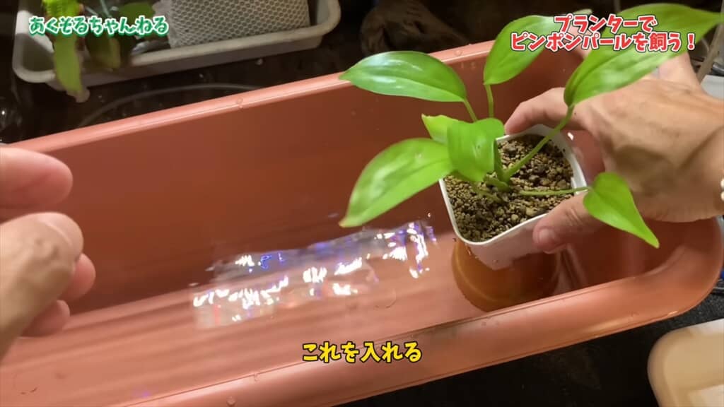 園芸用のプランターで金魚を飼育する方法