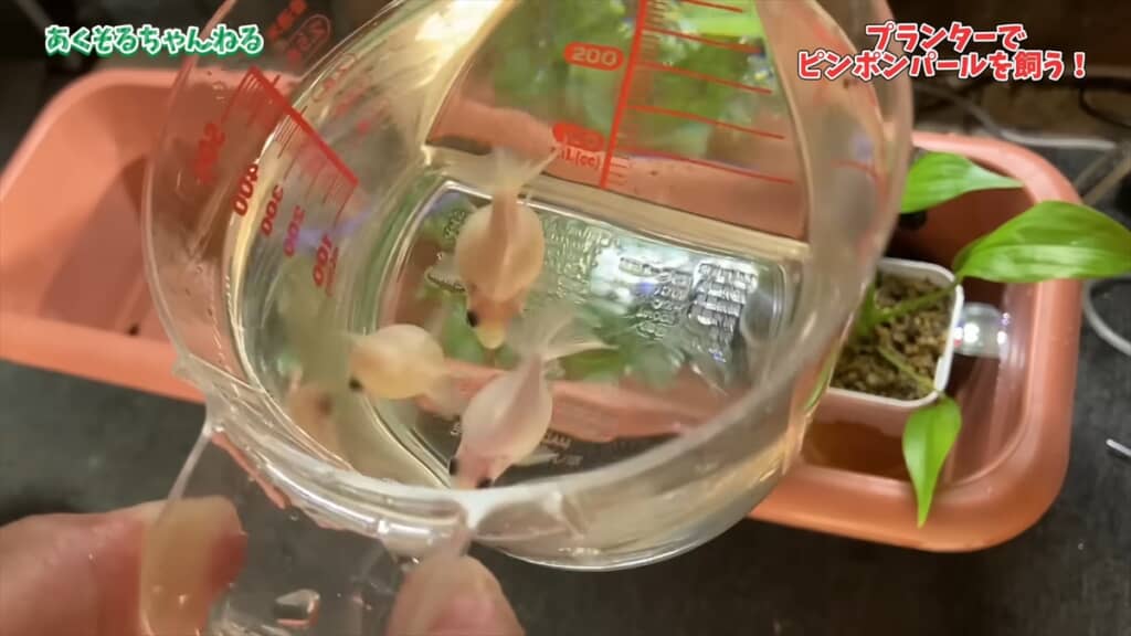 園芸用のプランターで金魚を飼育する方法