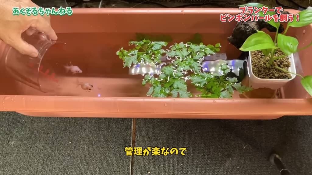 園芸用のプランターで金魚を飼育する方法