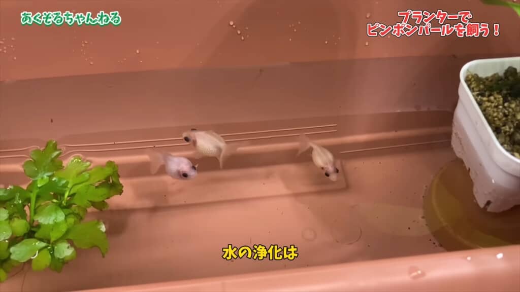 園芸用のプランターで金魚を飼育する方法