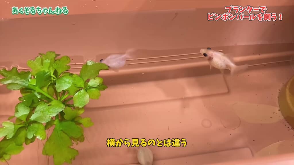 園芸用のプランターで金魚を飼育する方法