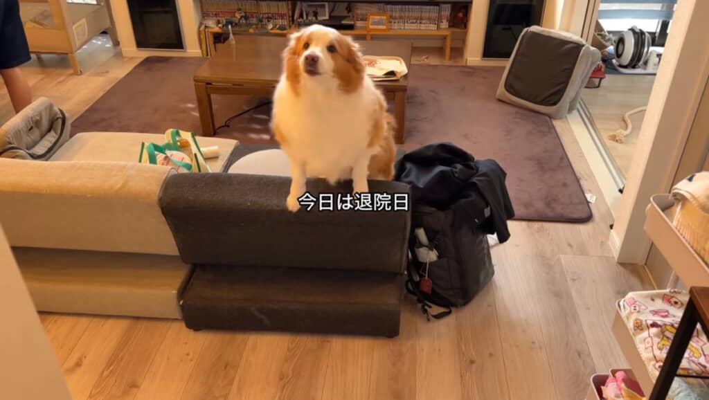 出産で不在にしていたママさんが帰ってくる日