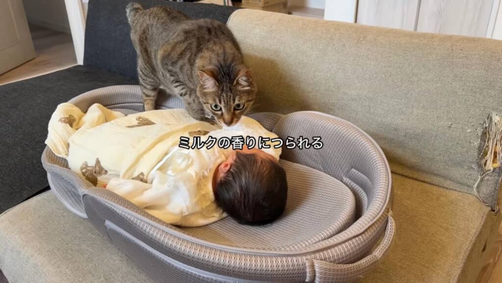 ミルクのにおいに釣られるレオくん