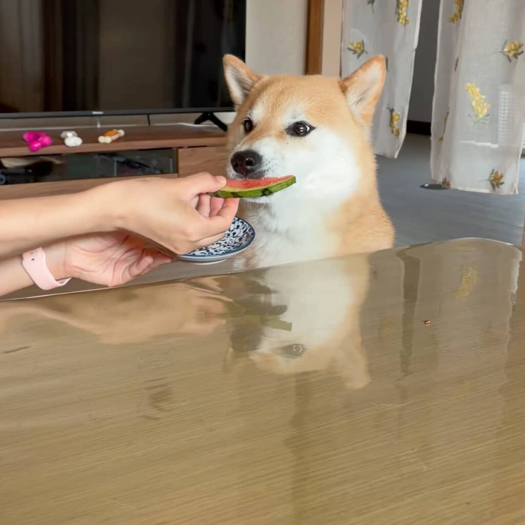 夢中で食べ進めるふう太くん