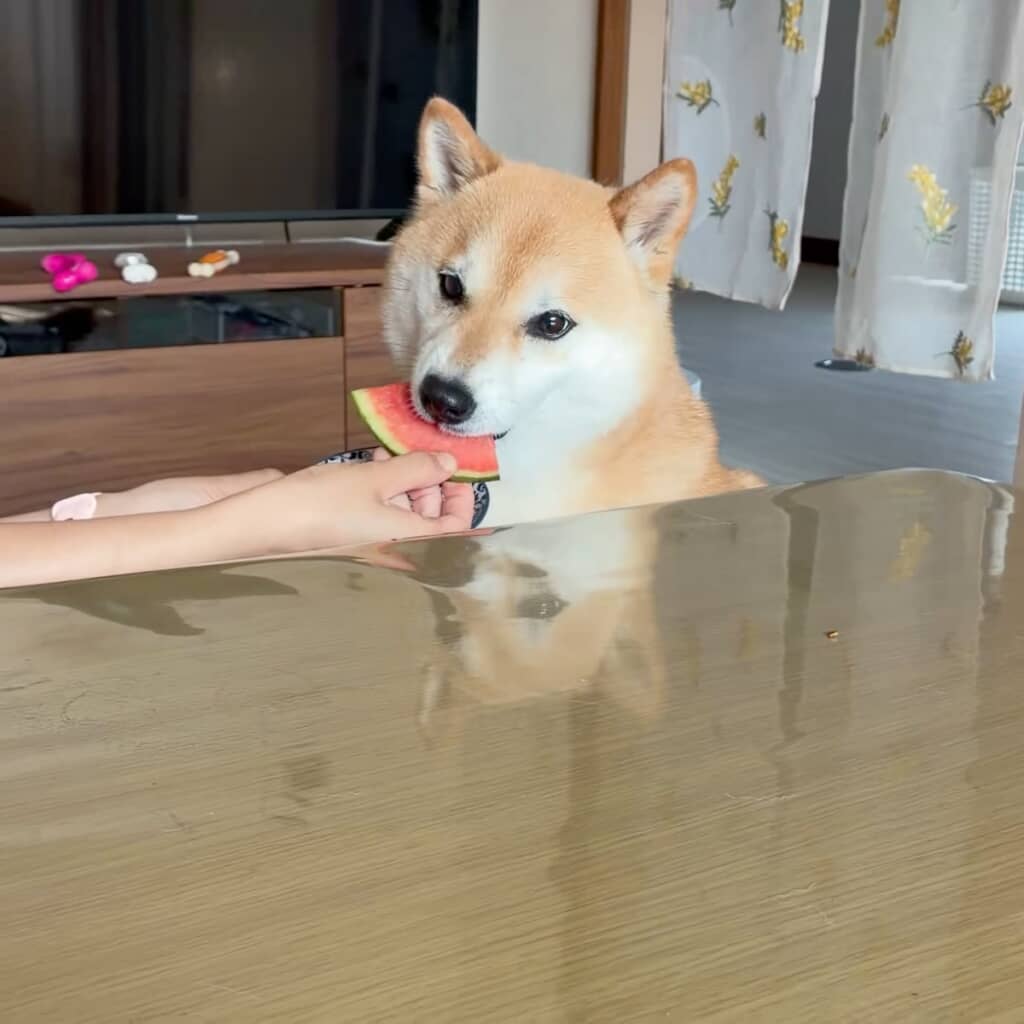 とりあえず一口食べてみるふう太くん