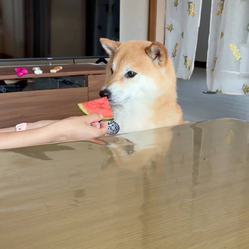 初めて見るスイカに戸惑い気味のふう太くん