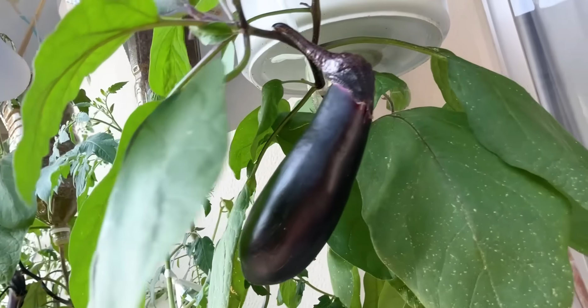 ベランダで家庭菜園→“植木鉢0個”で育てたら……　驚きの光景に「初めて見ました」「こんなにできるんですね」（1/3） | ライフハック ねとらぼ