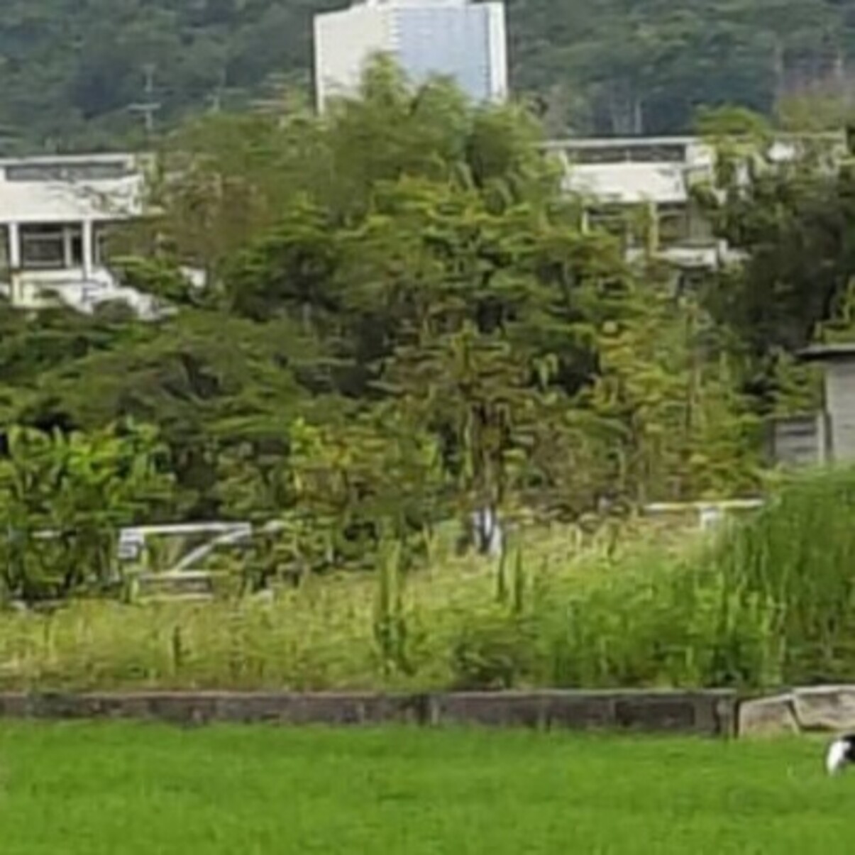 実家の父「うちの田んぼでたくさんの人が写真撮ってる」→見れば納得の光景に「えすごい！」「こんなに見れるなんて」（1/2） | ライフスタイル ねとらぼ
