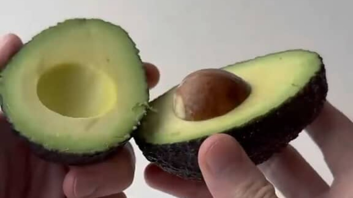 食べ終わったアボカドの種→スタバのカップで育てて64日後……　“現在の姿”に「良さげですね」「育ててみたい！」（1/2） | 小動物 ねとらぼ