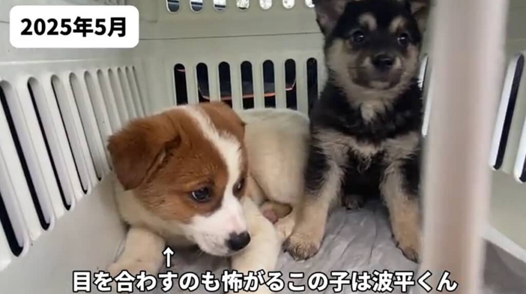 2025年5月 目を合わせるのも怖がる波平くん