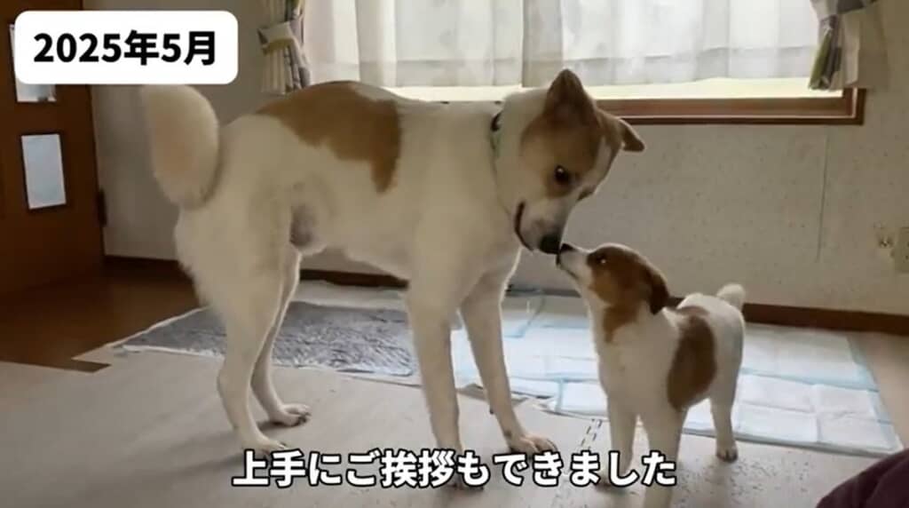 上手にごあいさつができました