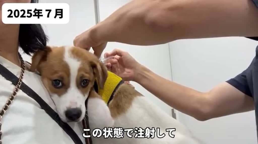 2025年7月 抱っこされたまま注射してもらいました