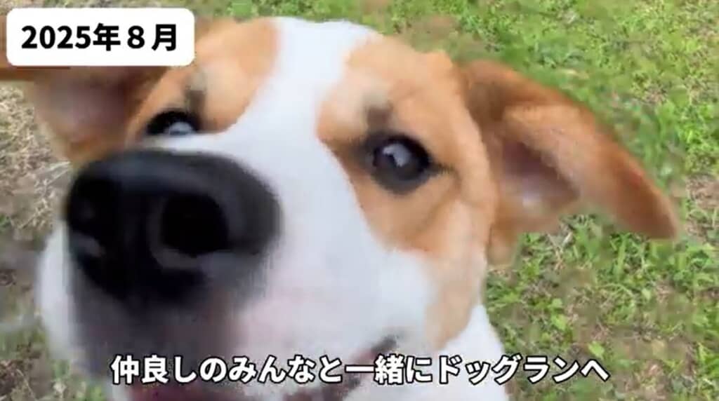 2025年8月 仲良しのみんなとドッグランへ